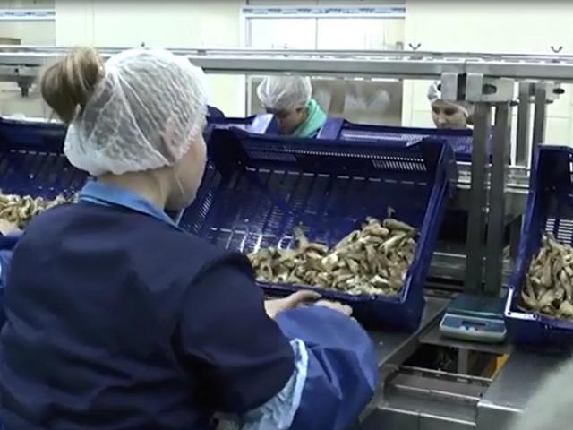 Фасовочный конвейер  в Семилуках